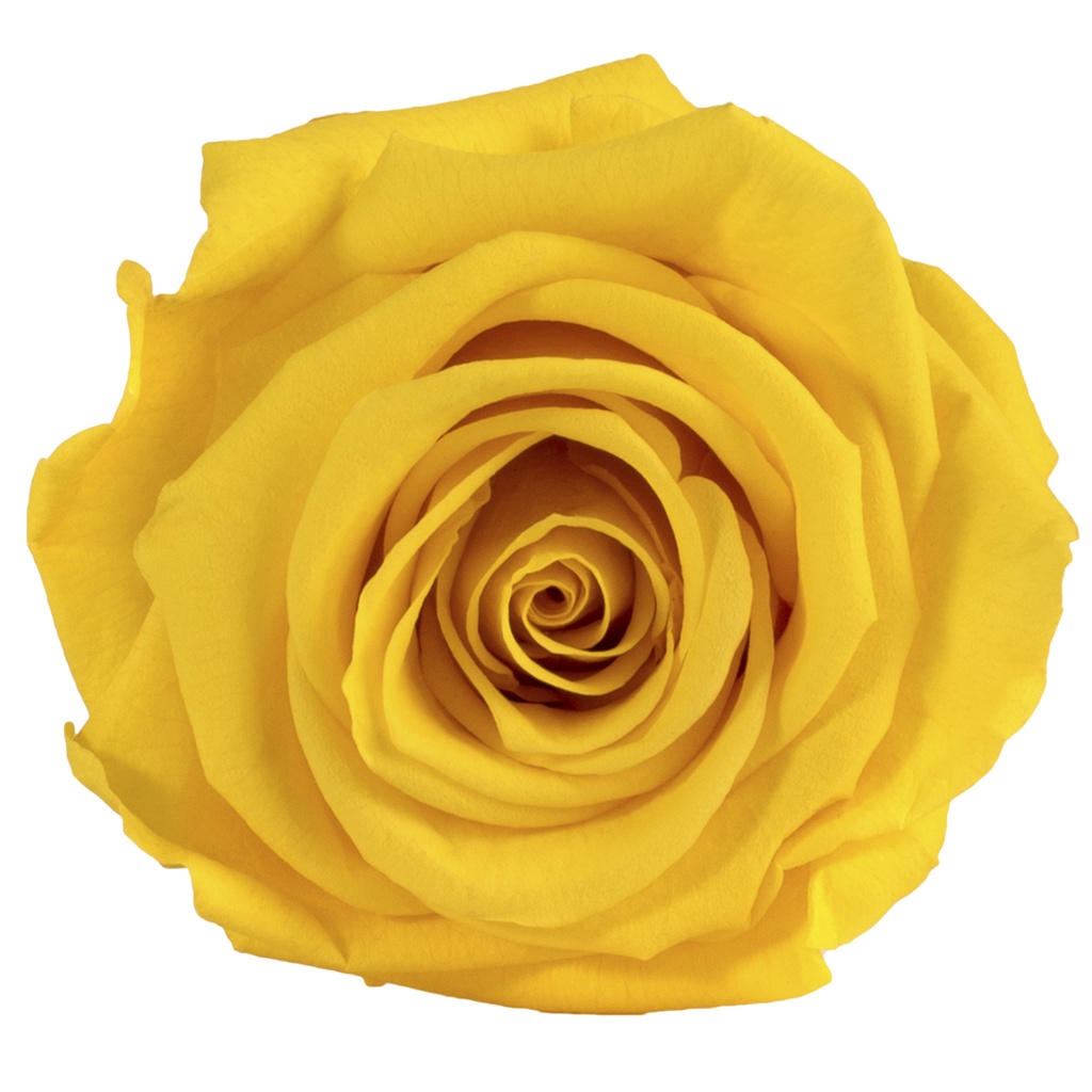 RST/2340 Têtes de Roses Standard stabilisée Jonquille Jaune Boite de 6 têtes