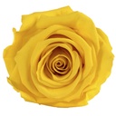 RST/2340 Têtes de Roses Standard stabilisée Jonquille Jaune Boite de 6 têtes