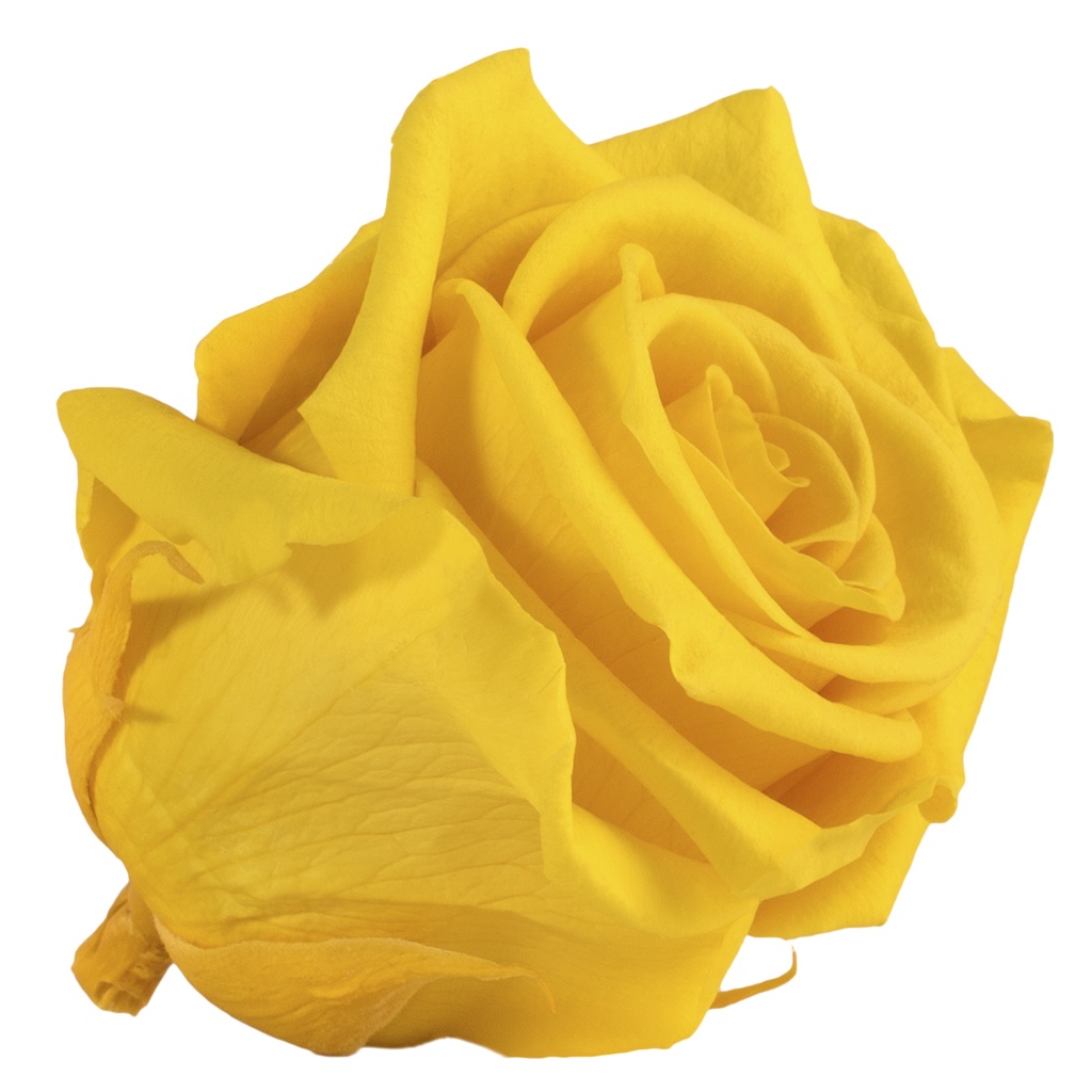 RST/2340 Têtes de Roses Standard stabilisée Jonquille Jaune Boite de 6 têtes
