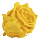 RST/2340 Têtes de Roses Standard stabilisée Jonquille Jaune Boite de 6 têtes