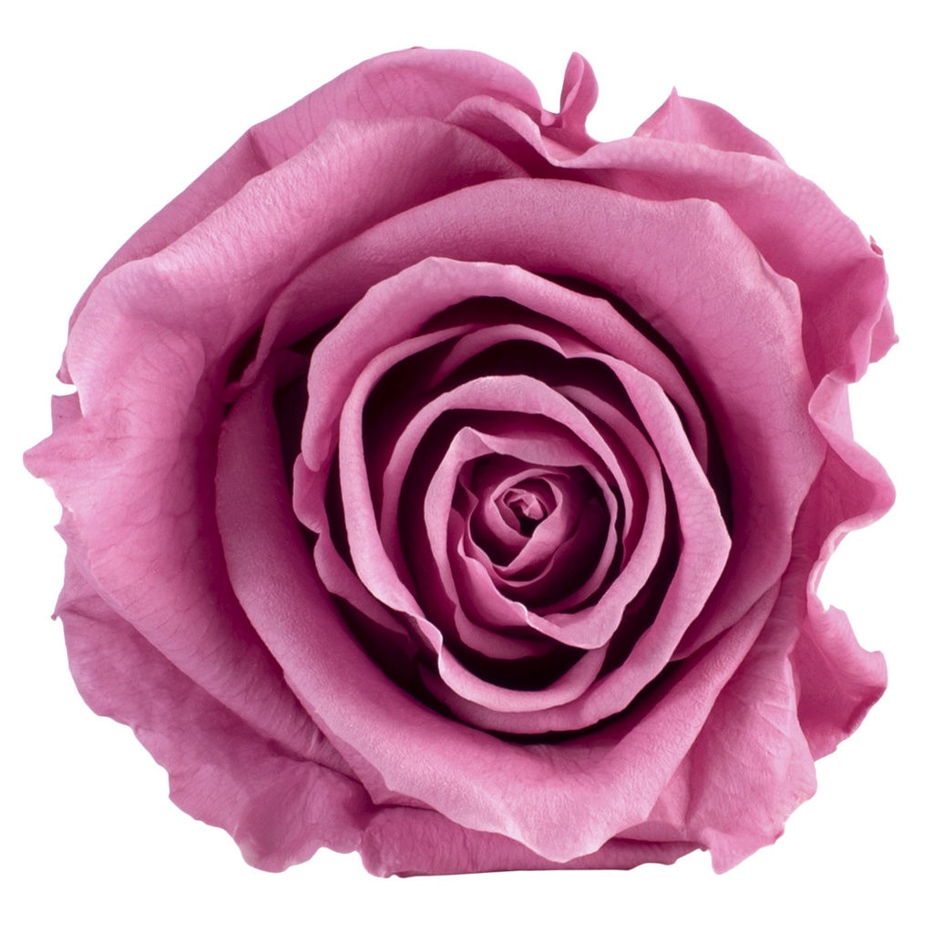 RST/2480 Têtes de Roses Standard stabilisée Cerise Boite de 6 têtes
