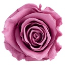 RST/2480 Têtes de Roses Standard stabilisée Cerise Boite de 6 têtes