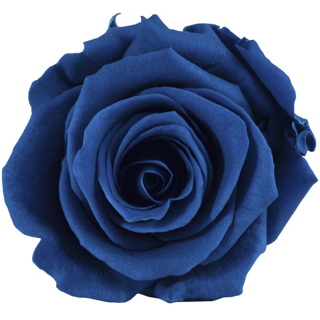 RST/2630 Têtes de Roses Standard stabilisée Bleu W-Box 6 têtes