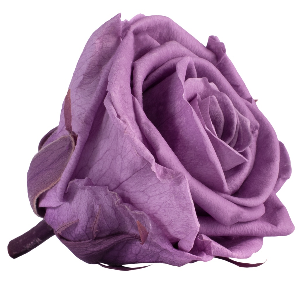 RST/2830 Têtes de Roses Standard stabilisée Lilas W-Box 6 têtes