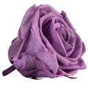 RST/2830 Têtes de Roses Standard stabilisée Lilas W-Box 6 têtes