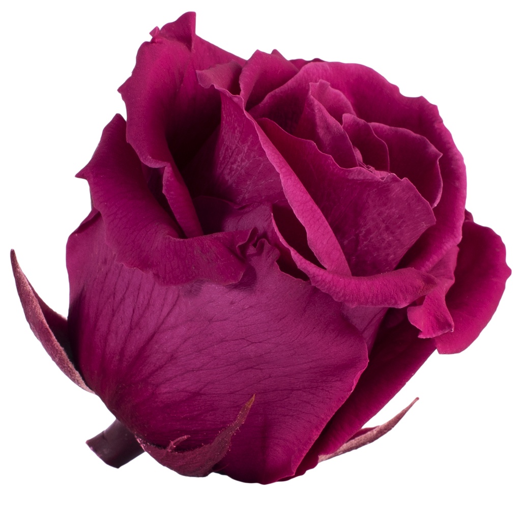 RST/2840 Têtes de Roses Standard stabilisée Purple Boite de 6 têtes