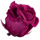RST/2840 Têtes de Roses Standard stabilisée Purple Boite de 6 têtes