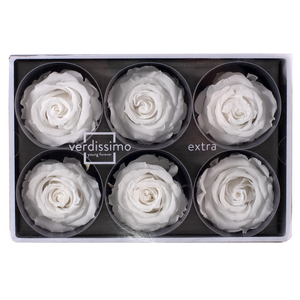 RSX/2000 Têtes de Roses Extra stabilisée Blanc W-Box 6 têtes