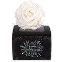 RSX/2000 Têtes de Roses Extra stabilisée Blanc W-Box 6 têtes