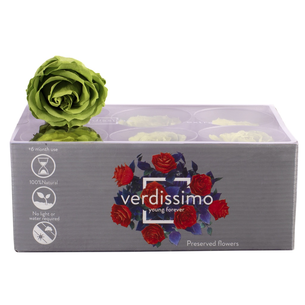 RSX/2150 Têtes de Roses Extra stabilisée Thé vert W-Box 6 têtes