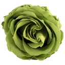 RSX/2150 Têtes de Roses Extra stabilisée Thé vert W-Box 6 têtes
