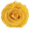 RSX/2340 Têtes de Roses Extra stabilisée Jaune Vif W-Box 6 têtes