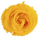 RSX/2350 Têtes de Roses Extra stabilisée Jaune Chaud W-Box 6 têtes