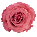 RSX/2490 Têtes de Roses Extra stabilisée Rose Foncé W-Box 6 têtes