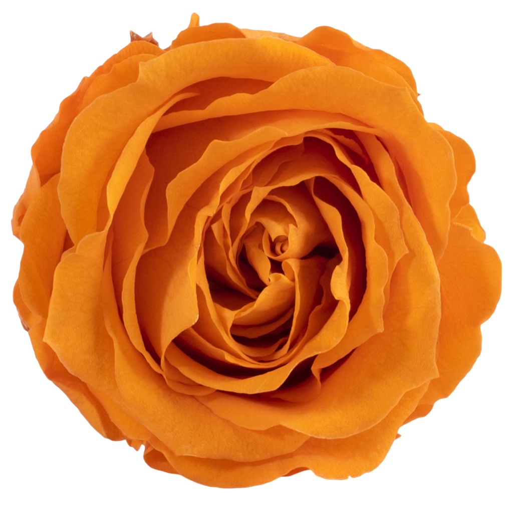 RSX/2530 Têtes de Roses Extra stabilisée Orange W-Box 6 têtes