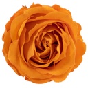 RSX/2530 Têtes de Roses Extra stabilisée Orange W-Box 6 têtes