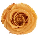 RSX/2550 Têtes de Roses Extra stabilisée Pêche W-Box 6 têtes