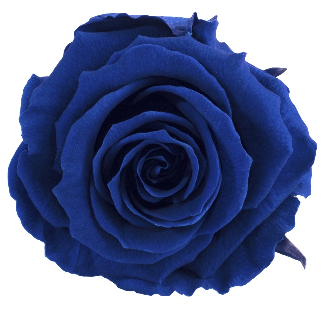 RSX/2630 Têtes de Roses Extra stabilisée Bleu foncé W-Box 6 têtes