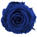 RSX/2630 Têtes de Roses Extra stabilisée Bleu foncé W-Box 6 têtes