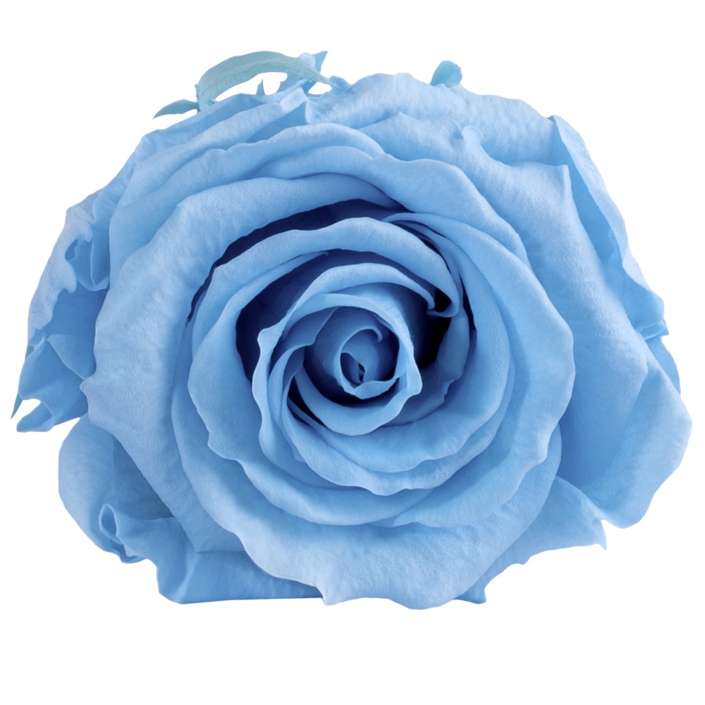 RSX/2640 Têtes de Roses Extra stabilisée Bleu clair W-Box 6 têtes