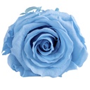 RSX/2640 Têtes de Roses Extra stabilisée Bleu clair W-Box 6 têtes