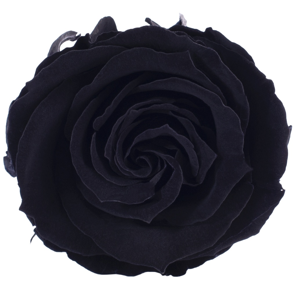 RSX/2990 Têtes de Roses Extra stabilisée Noir W-Box 6 têtes