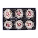RSXB/2040 Têtes de Roses Extra stabilisée Rose clair W-Box 6 têtes