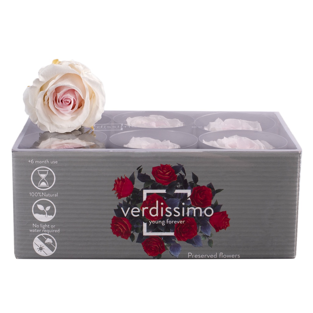 RSXB/2040 Têtes de Roses Extra stabilisée Rose clair W-Box 6 têtes