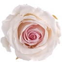 RSXB/2040 Têtes de Roses Extra stabilisée Rose clair W-Box 6 têtes
