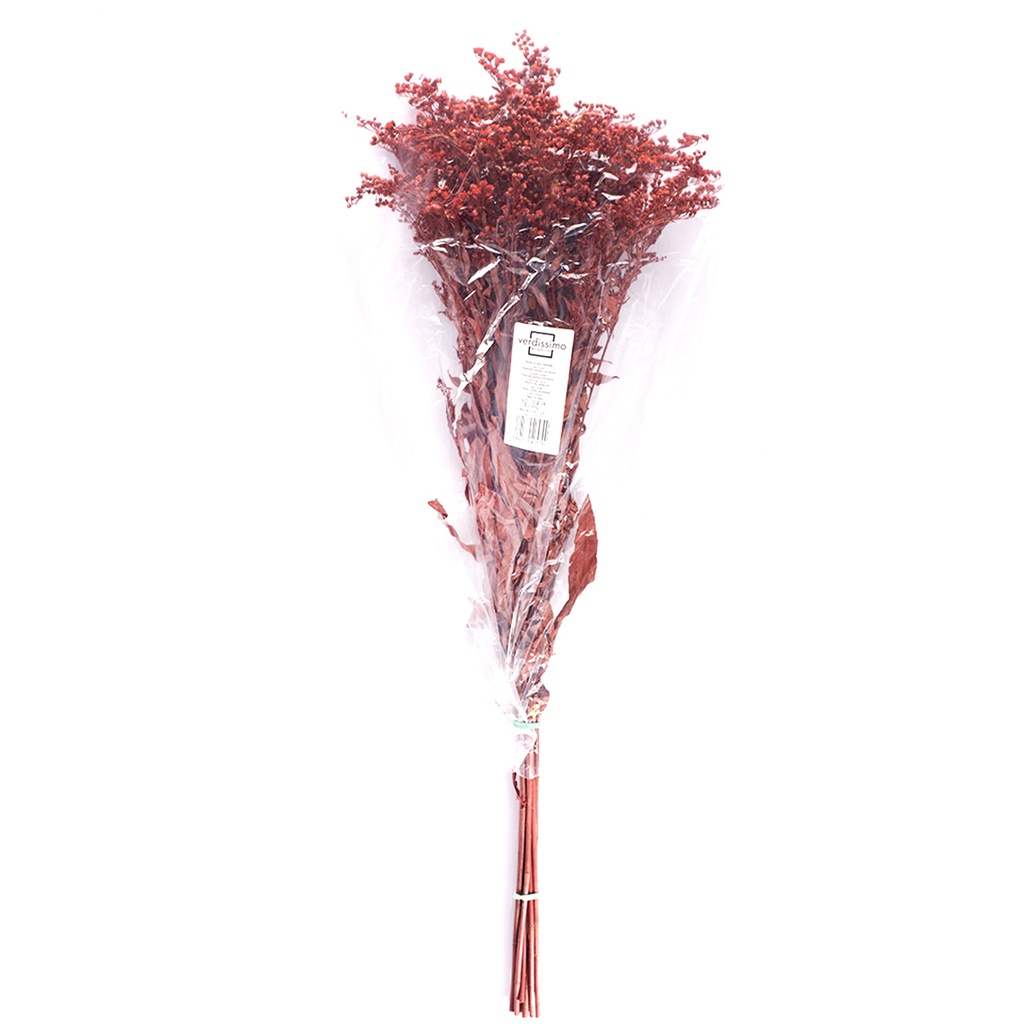 SOL/0204 Solidago stabilisée Bordeaux 40-60 cm