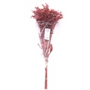 SOL/0204 Solidago stabilisée Bordeaux 40-60 cm