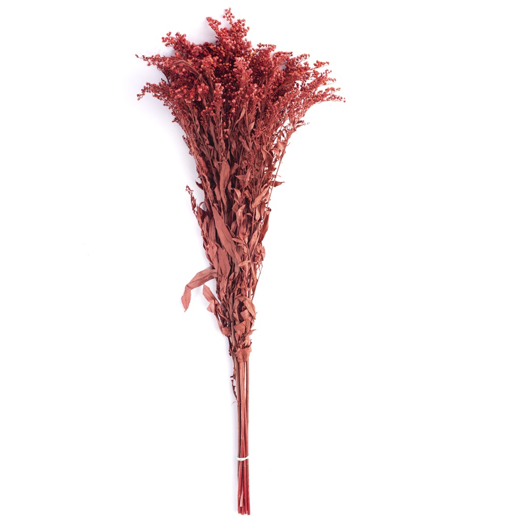 SOL/0204 Solidago stabilisée Bordeaux 40-60 cm