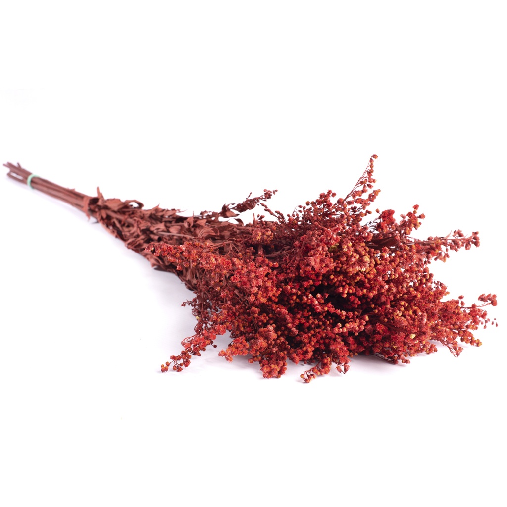SOL/0204 Solidago stabilisée Bordeaux 40-60 cm