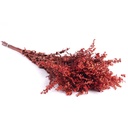 SOL/0204 Solidago stabilisée Bordeaux 40-60 cm