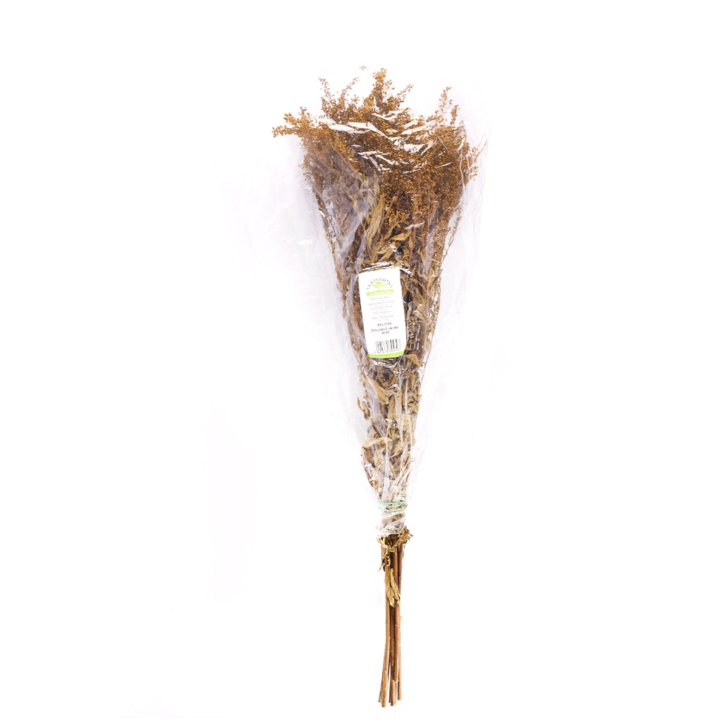 SOL/0304 Solidago stabilisée Jaune 40-60 cm