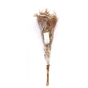 SOL/0304 Solidago stabilisée Jaune 40-60 cm