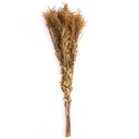 SOL/0304 Solidago stabilisée Jaune 40-60 cm
