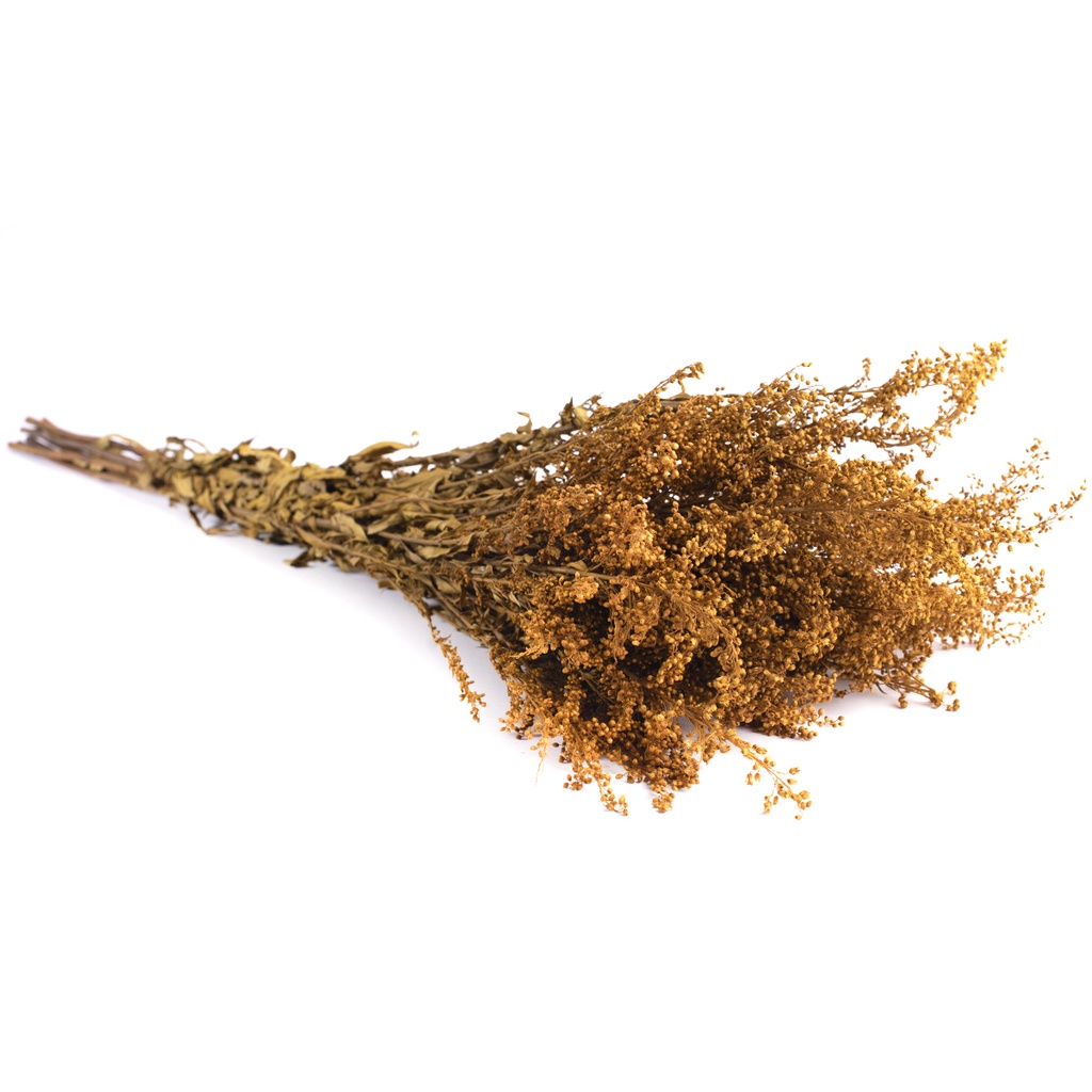 SOL/0304 Solidago stabilisée Jaune 40-60 cm