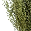 STB/0103 Stoebe stabilisée Vert 30-50 cm