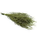 STB/0103 Stoebe stabilisée Vert 30-50 cm