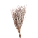 STB/0003 Stoebe stabilisée Blanc Argenté 30-50 cm