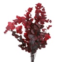 STU/0204T Eucalyptus Stuartina stabilisée Rouge 50-80 cm