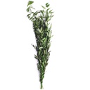 RUS/0103T Ruscus stabilisée Vert 40-80 cm