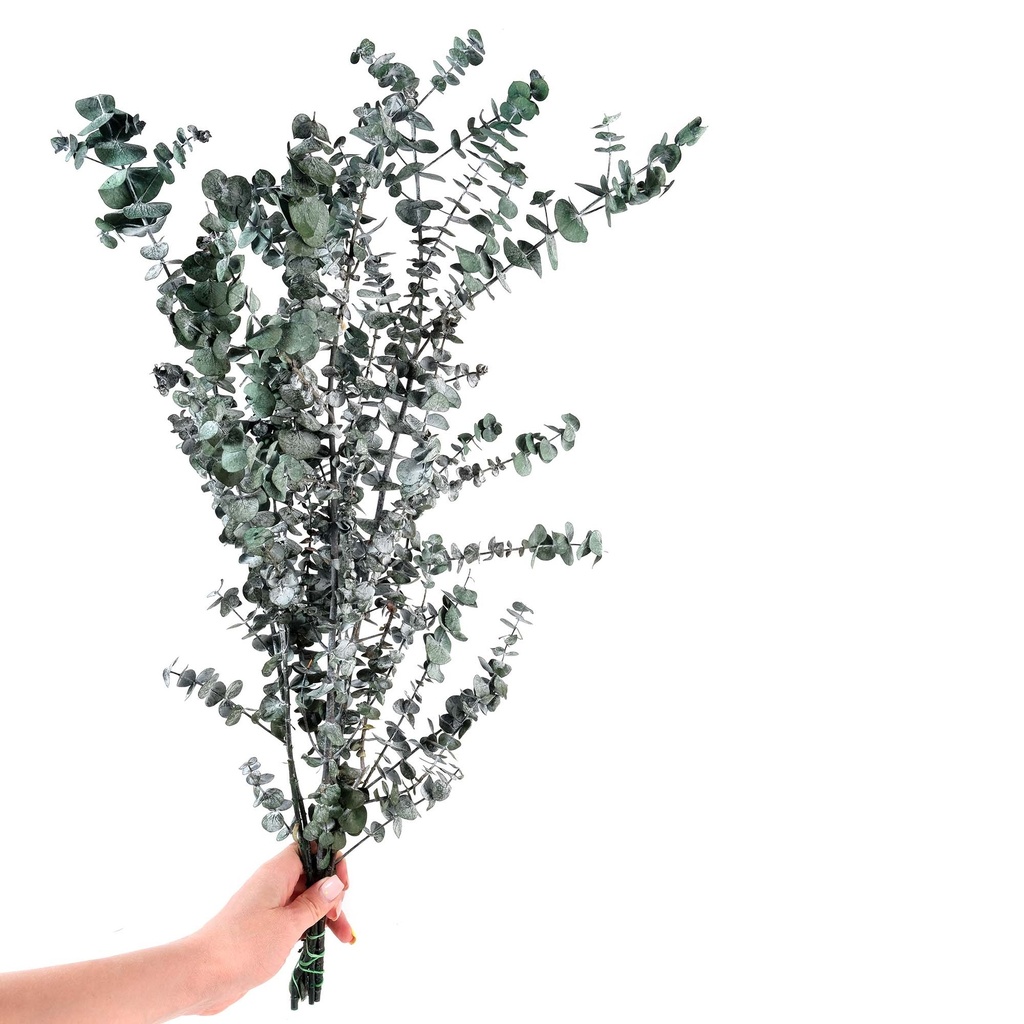 BBL/4103T Baby Blue Eucalyptus stabilisée Vert 40-80 cm