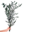 BBL/4103T Baby Blue Eucalyptus stabilisée Vert 40-80 cm