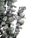 BBL/4103T Baby Blue Eucalyptus stabilisée Vert 40-80 cm