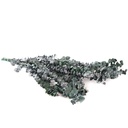 BBL/4103T Baby Blue Eucalyptus stabilisée Vert 40-80 cm