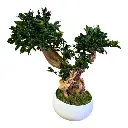 BPI50 Bonsai Preserved Tree 12.webp