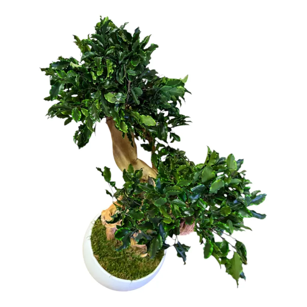 BPI50 Bonsai Preserved Tree 14.webp