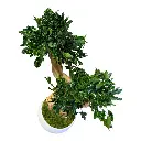 BPI50 Bonsai Preserved Tree 14.webp